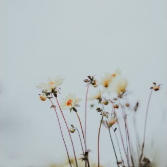 plantsandposh